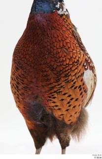 Pheasant  2 chest 0003.jpg